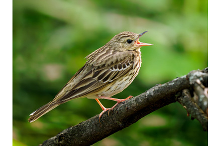 Tree pipit or Anthus trivialis song, an Animal Photo by Fascinadora