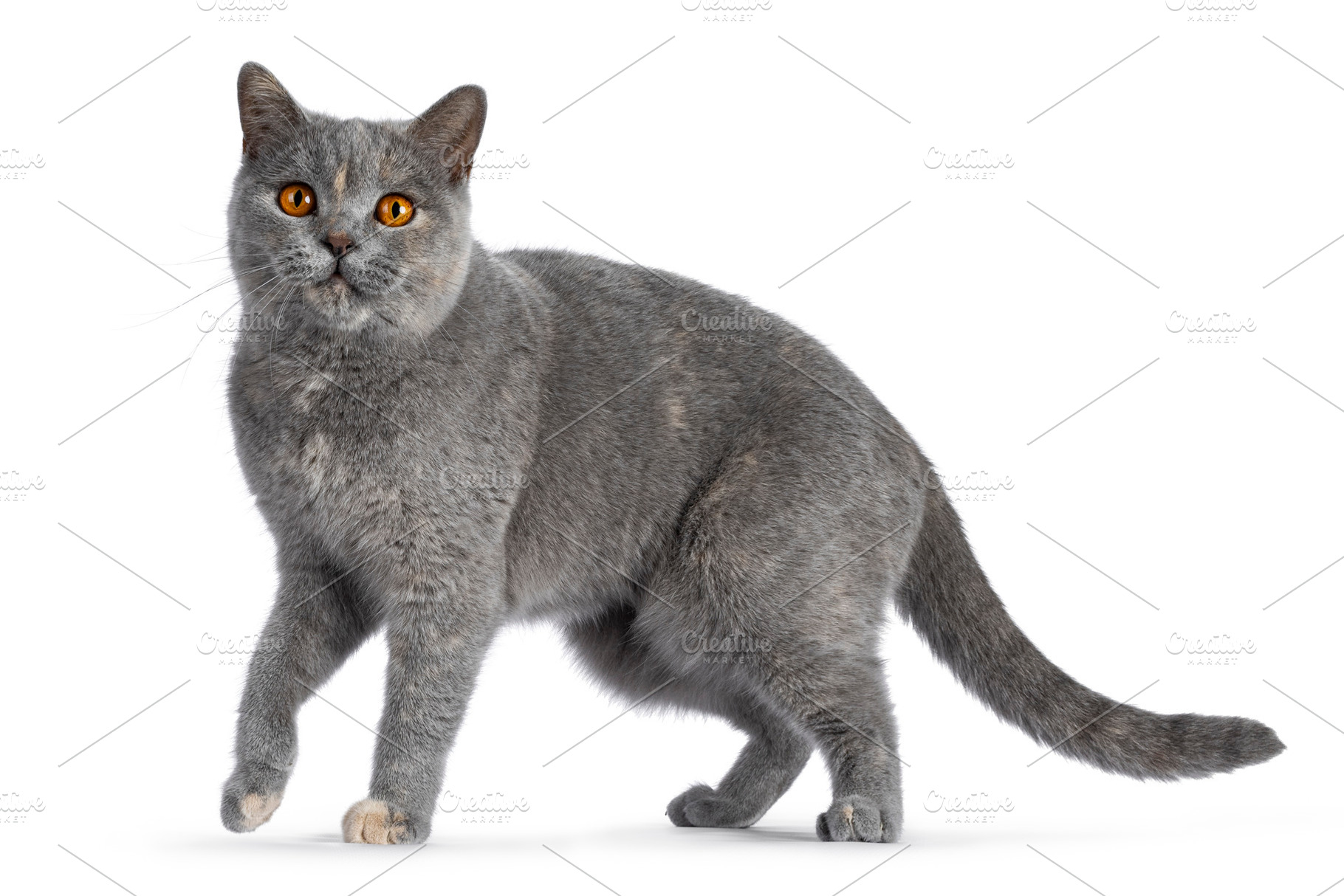British Shorthair cat on white background, an Animal Photo by Cat'chy Images by Nynke