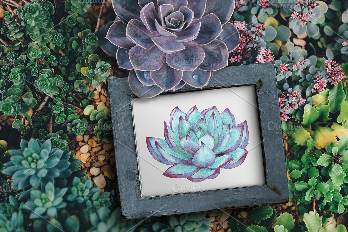 Succulents Watercolor clipart, an Illustration by BarvArt (Photo 5 of 13)