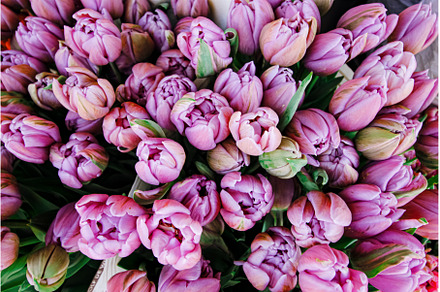 Roses Stock Photograph preview 4