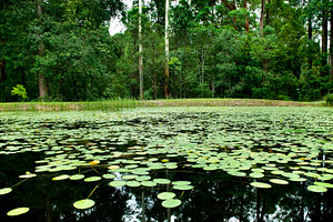 Lilly Pad Pond, a Nature Photo by THP Creative