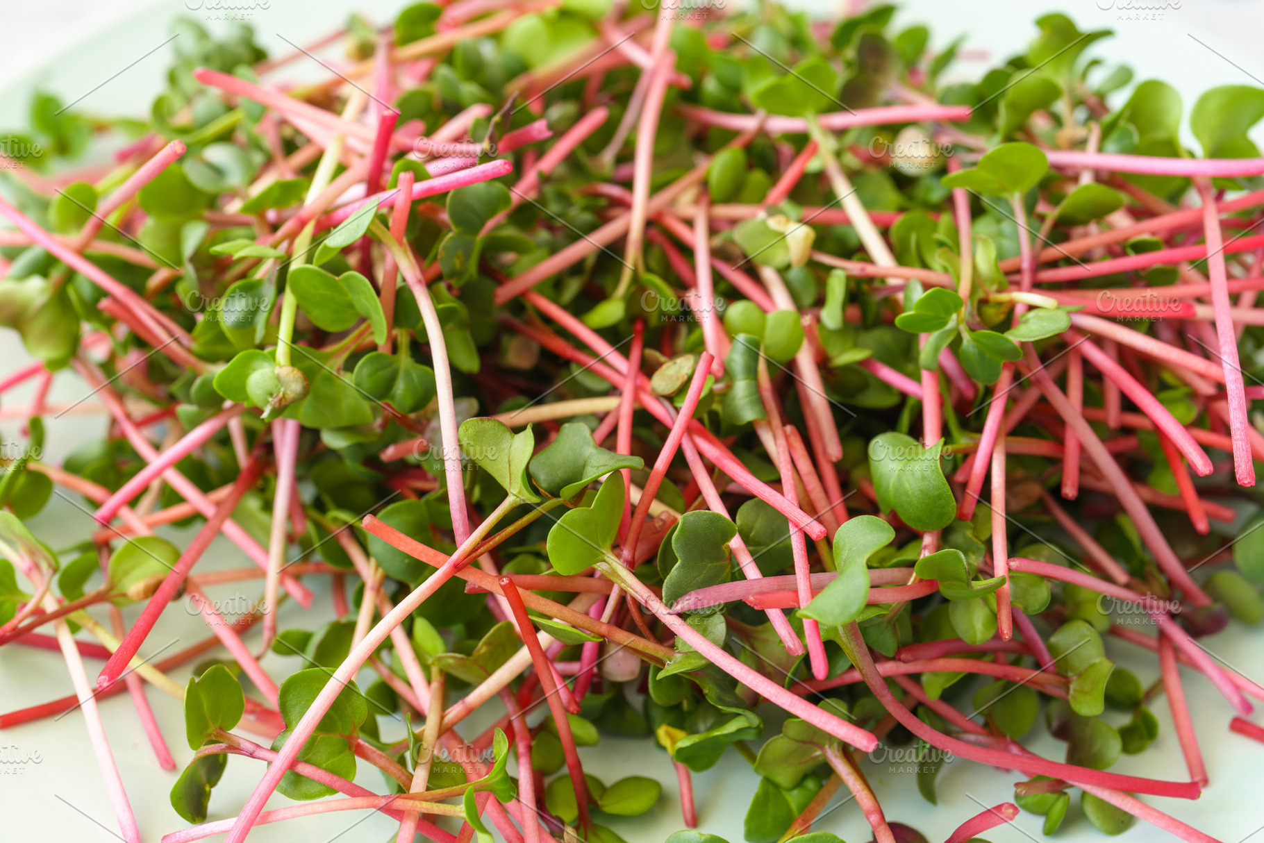 Fresh red radish microgreen plant sprouts close up, top view, macro shot. Healt, a Food & Drink Photo by Eugene_Photo