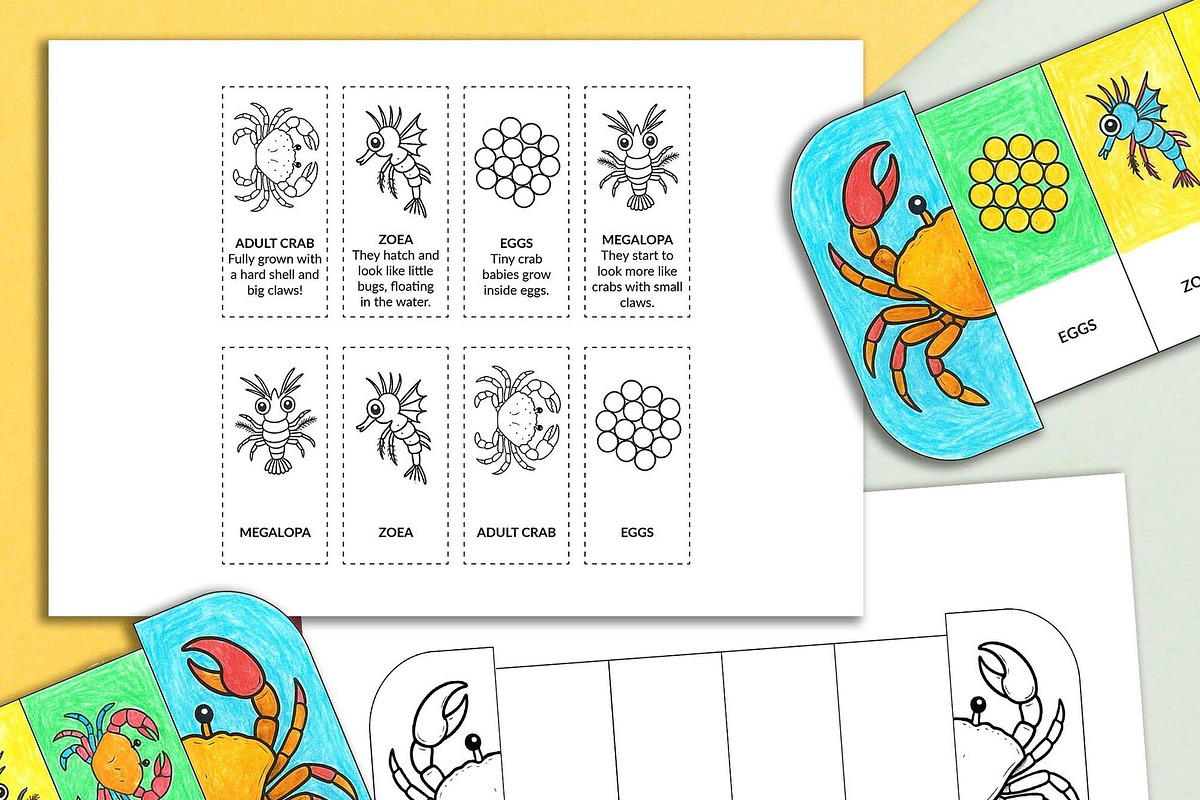 Foldable Life Cycle Bundle, a Stationery Template by AIW SOLUTIONS (Photo 10 of 11)