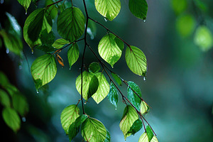 Rain drops on green leaves glistenin, a Photo by Pixeness Studio