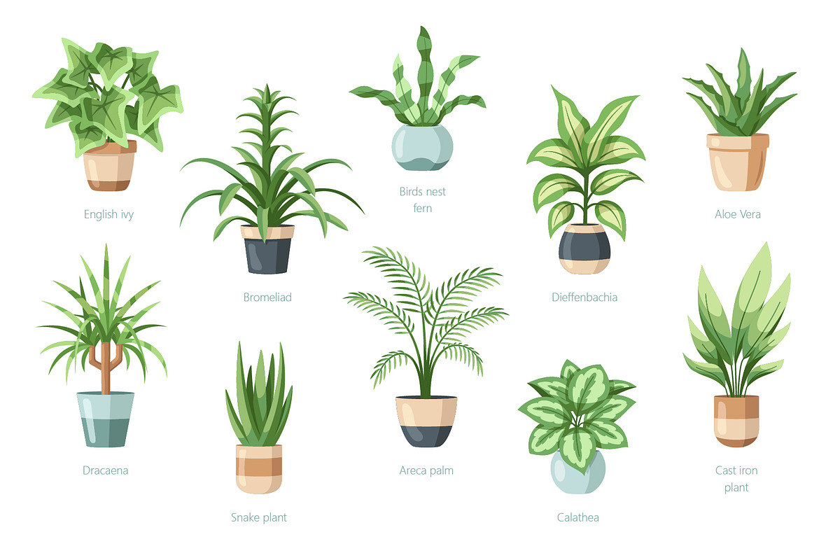 Beautiful House Plants In Pots, a Decorative Illustration by Art Design (Photo 2 of 7)