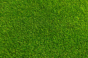 Green grass background texture.