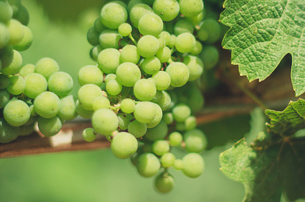 Vineyard In The Fall Stock Photo Containing Vineyard And Fall preview 5