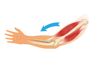 Arm muscle biceps with, an Object Illustration by Things for designers