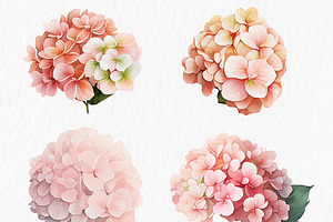 Pink Blue Hydrangea Flower Clipart