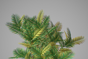 Pinanga coronata, an Environmental 3D Model by AndrewWhite (Thumbnail 21 of 25)