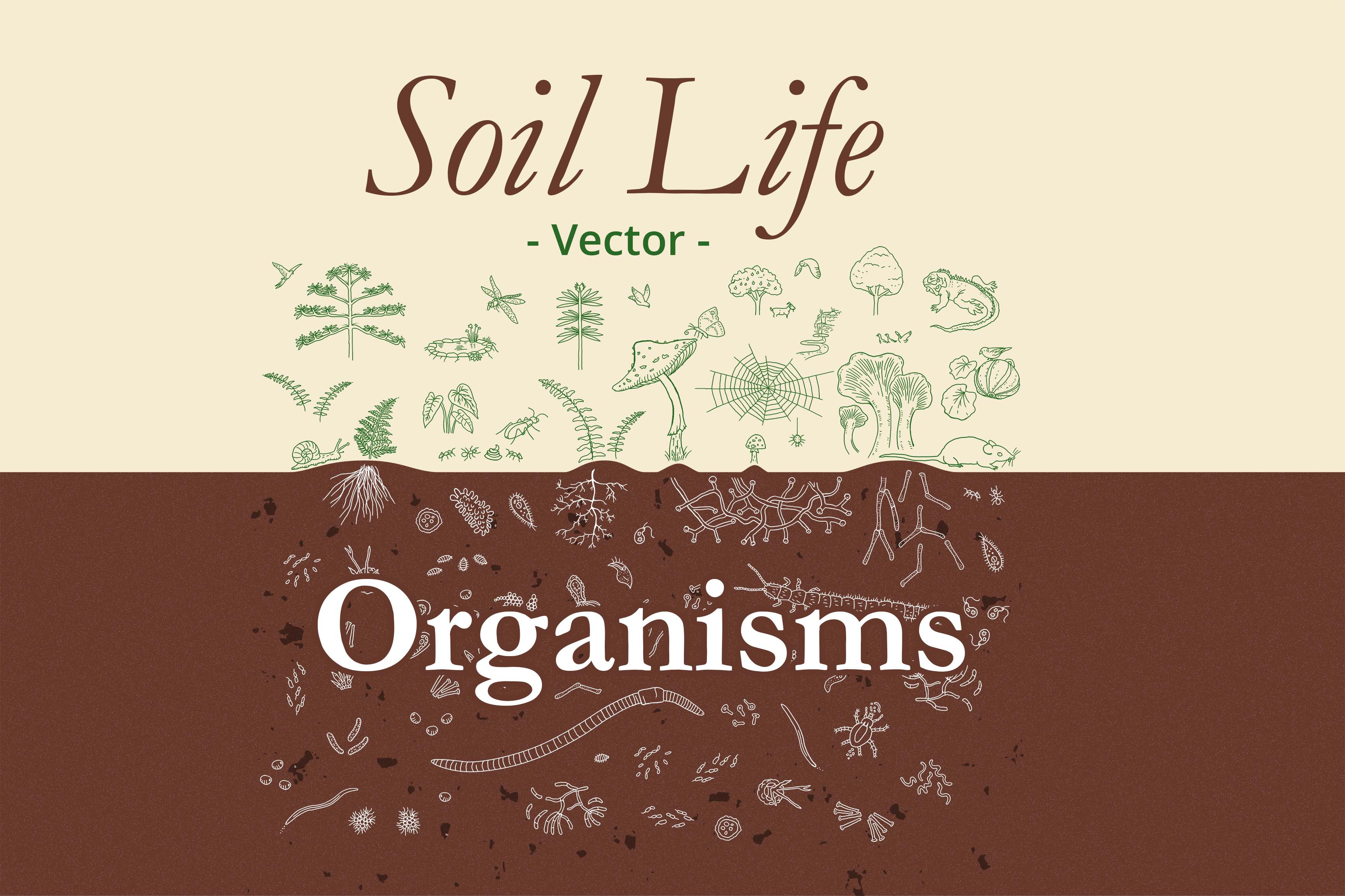 Soil Life Organisms - Illustrations, an Object Graphic by Soil_Studio