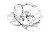 Peony hand sketch, an Object Graphic by VictoriaKStudio (Thumbnail 2 of 3)
