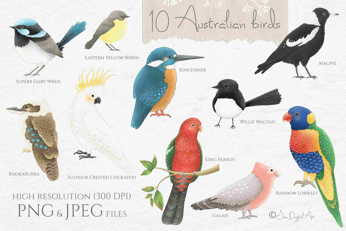 Australian Birds & Flowers, an Animal Illustration by Jen Digital Art (Photo 2 of 7)