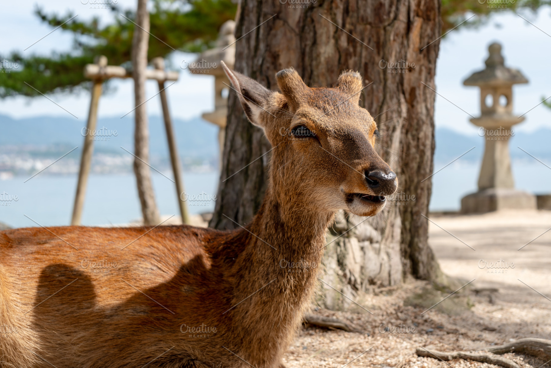 Young deer by the seaside on Miyajima island in Japan, an Animal Photo by GoodGoods