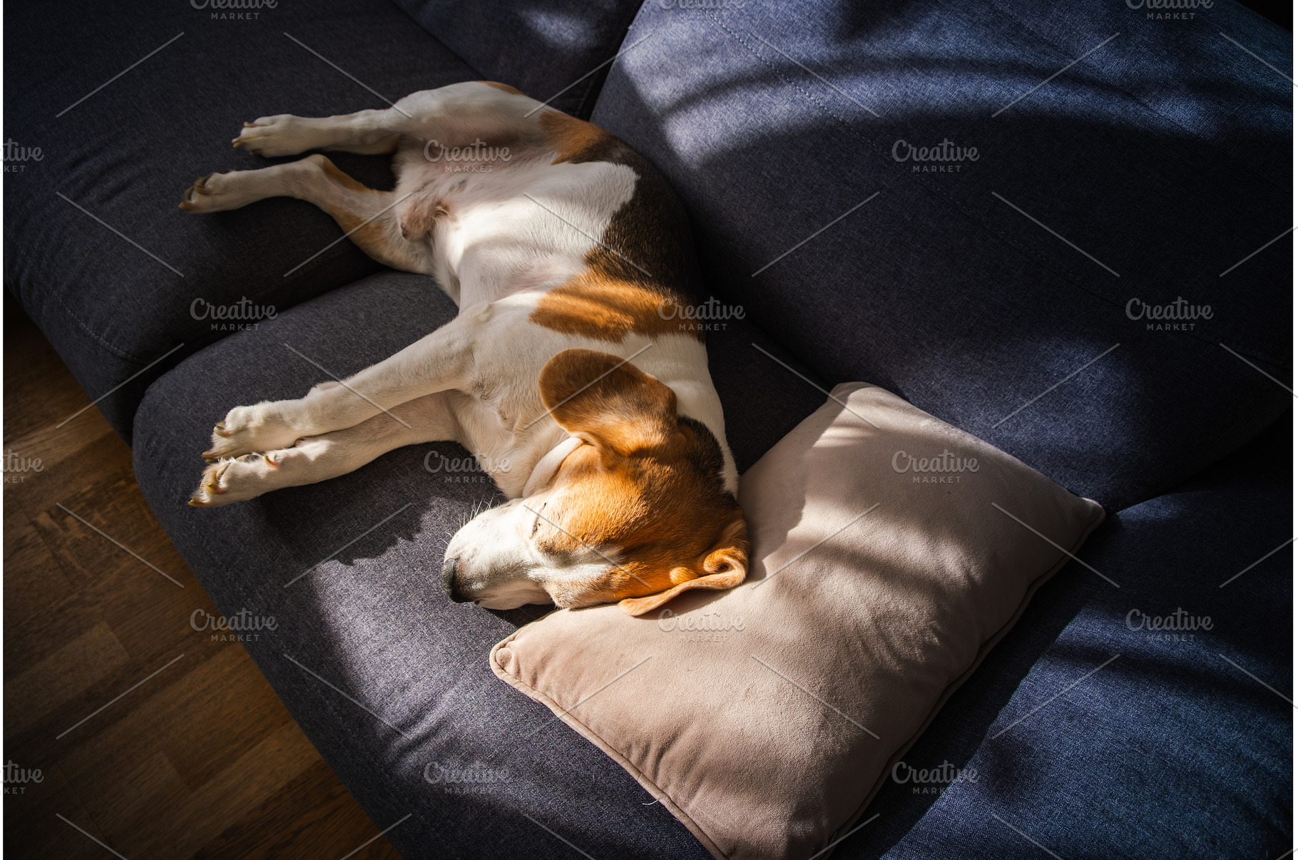 Top View of a Beagle Dog Sleeping on, an Animal Photo by MadPhotos