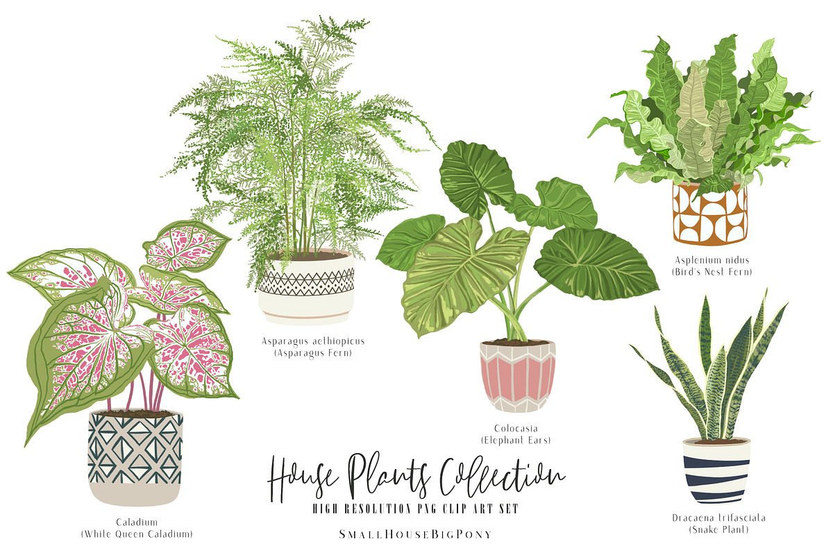 House Plants Collection Set II, a Graphic by SmallHouseBigPony (Photo 12 of 21)