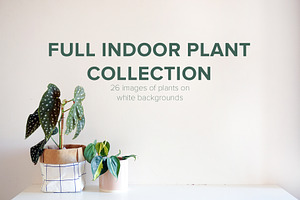 Full Indoor Plant Photo Collection