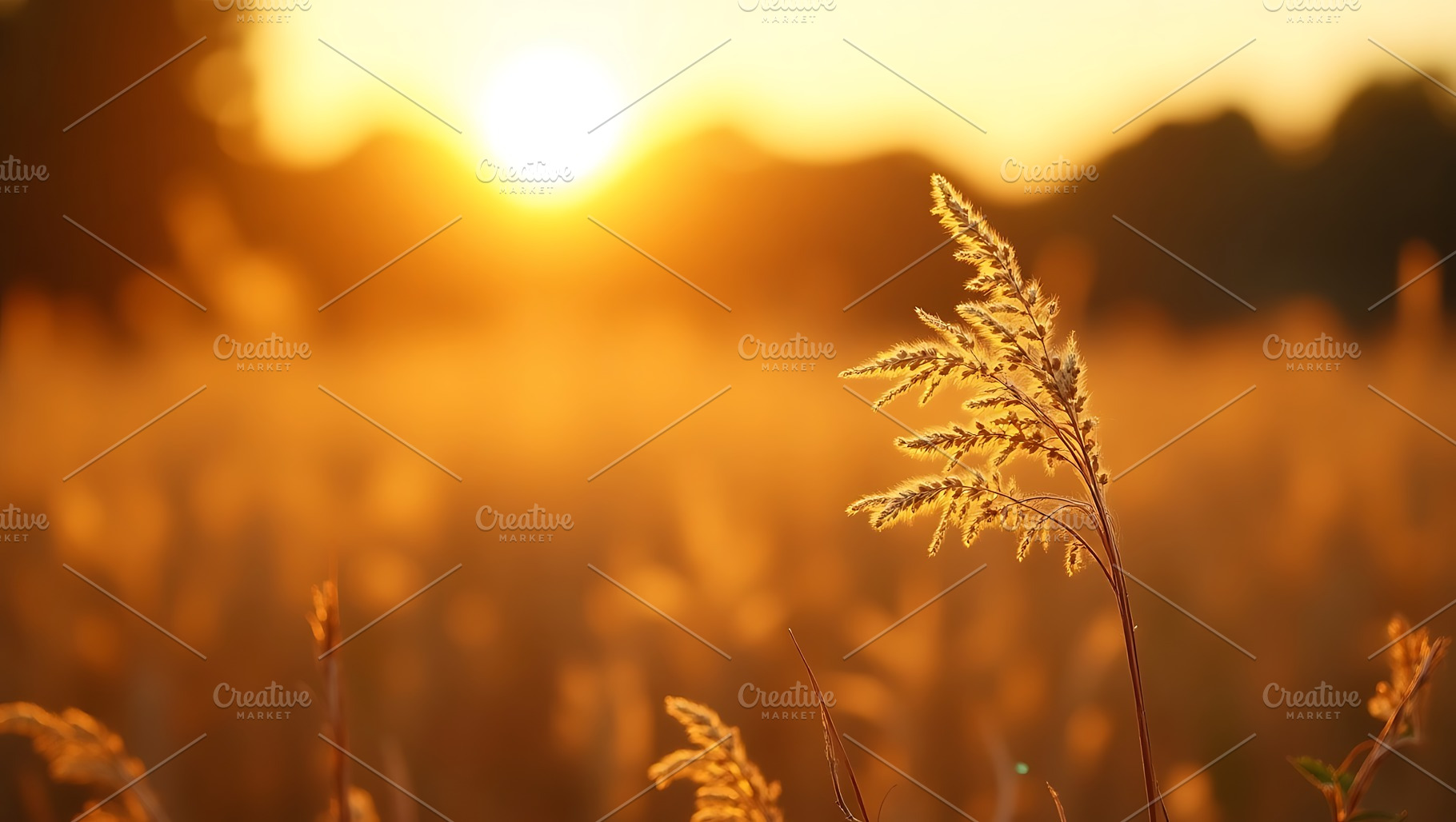 Golden sunset over a field of tall g, a Nature Photo by Artonix
