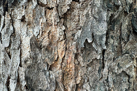 Tree bark texture background, a Nature Photo by ArtBackground