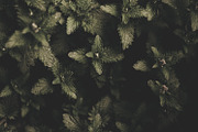 Dark green backgrounds, a Nature Photo by Alekseyliss (Thumbnail 6 of 10)
