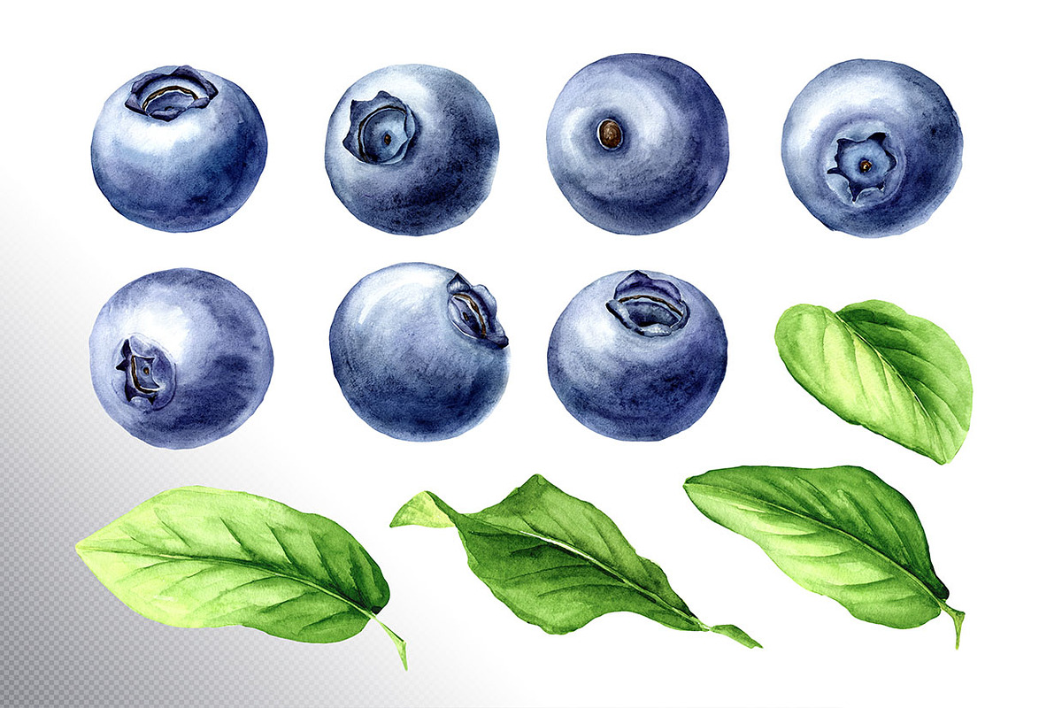 Blueberry. Watercolor collection, a Food Illustration by Daria Ustiugova (Photo 23 of 25)