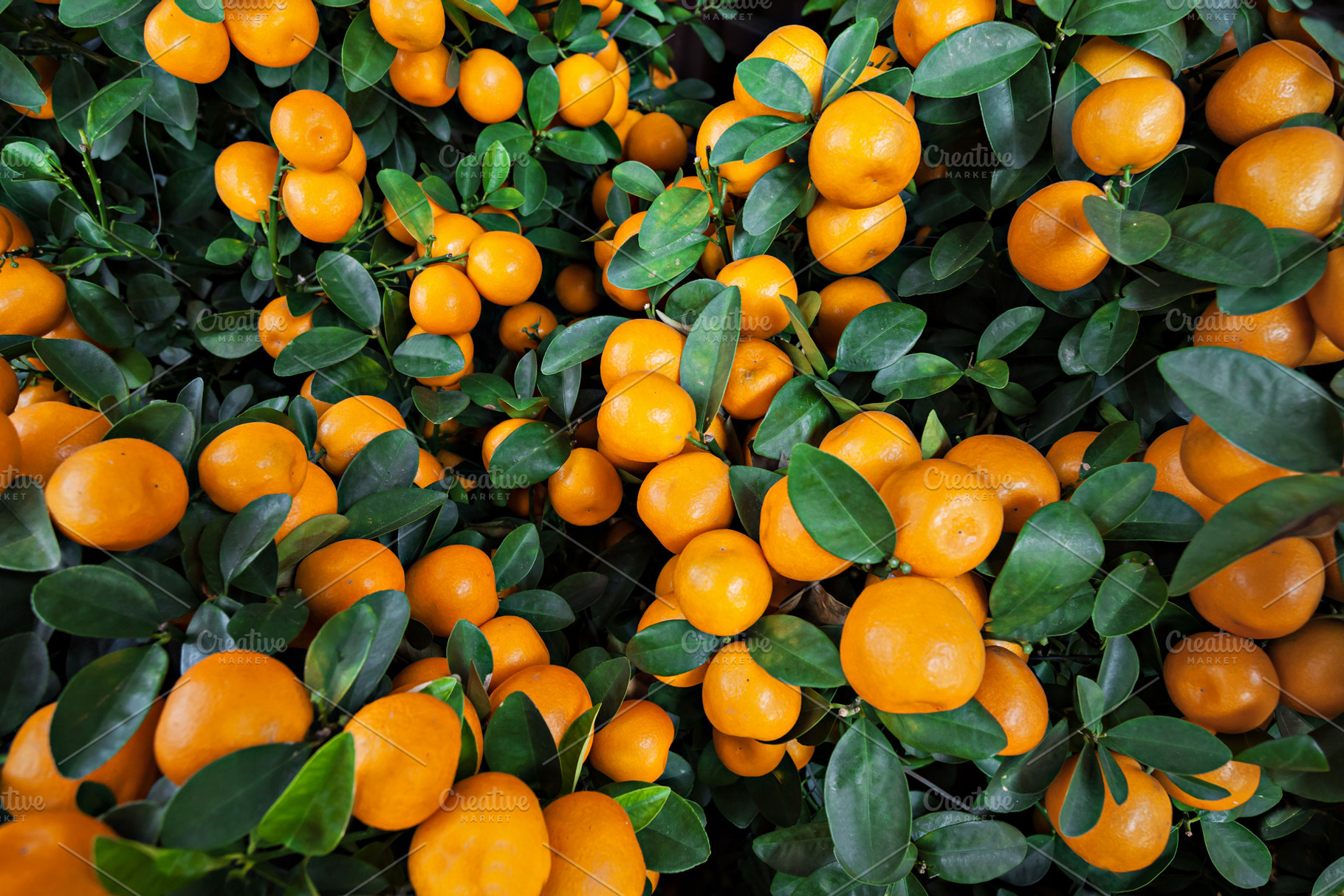 Mandarines, a Photo by saiko3p