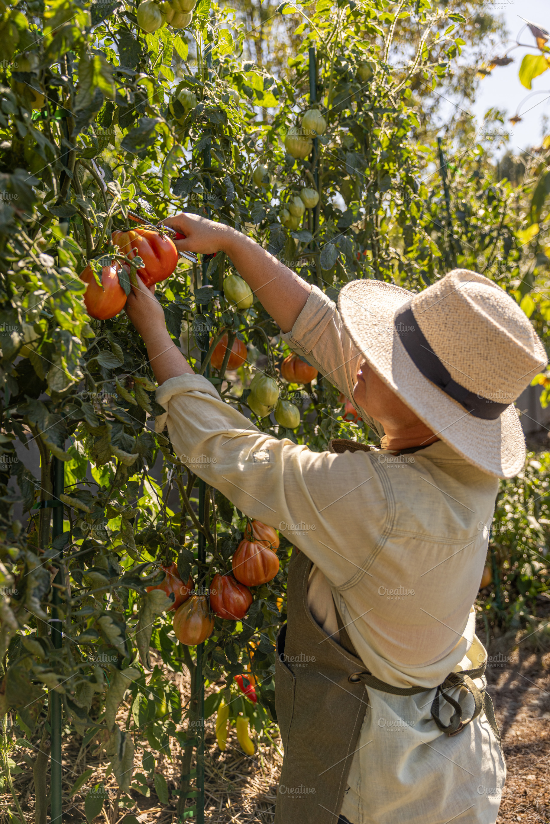 Farmer in a straw hat picking mature tomatoes, a Photo by Grafvision photography