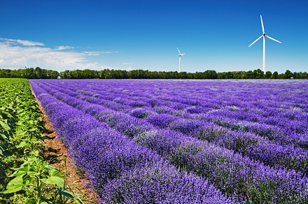 Blooming lavender field and wind tur