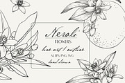 Flowers Neroli. Vector Botanical set, an Object Graphic by ON_lineart_store (Thumbnail 1 of 10)