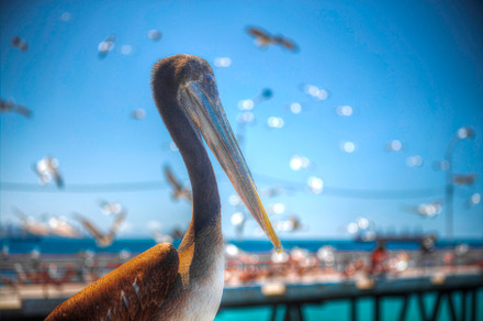 Pelicans on the Pacific coast, a Photo by Pictures for you!!!!!!!!!