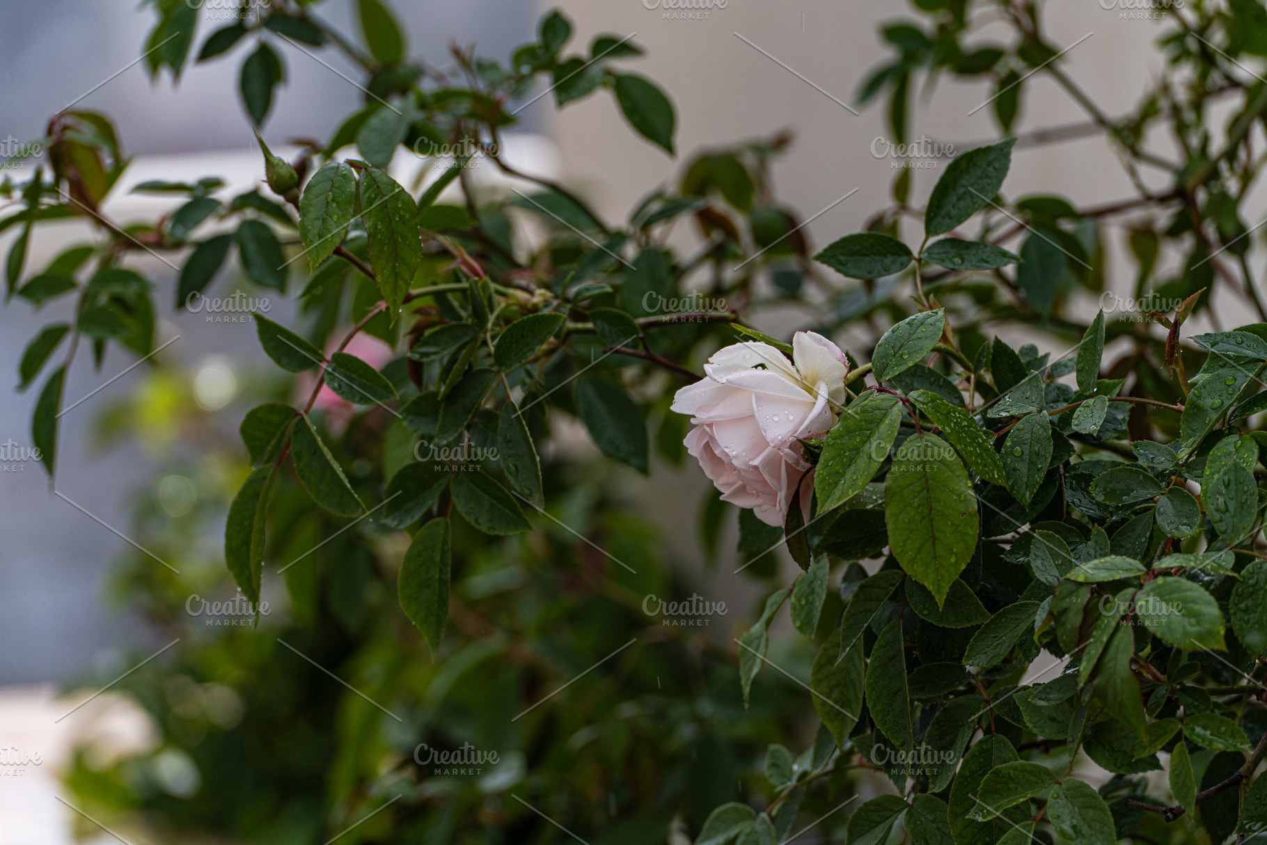 Spring garden with blooming plants, a Nature Photo by Anna Bogush
