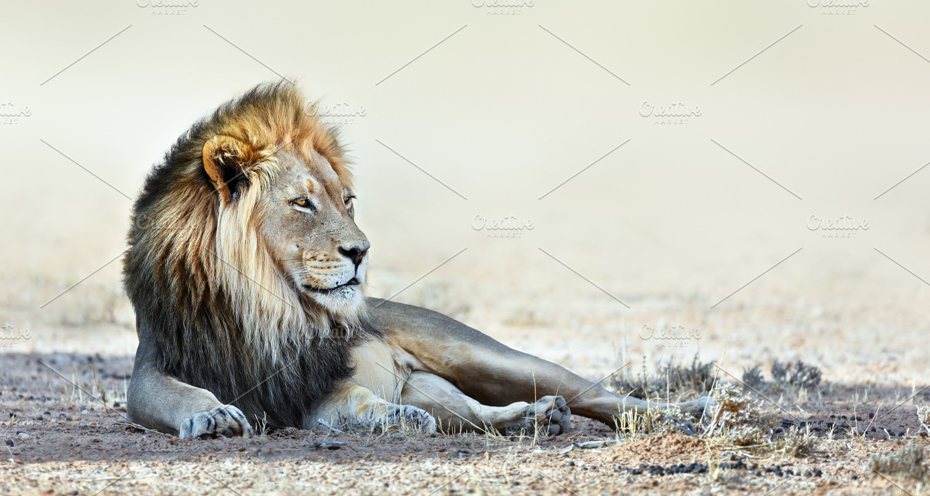 The lion is King, an Animal Photo by Etienne & Yolandi Outram
