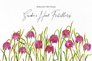 Watercolor Snake’s Head Fritillaries, a Decorative Illustration by GraphicsDish (Thumbnail 1 of 3)