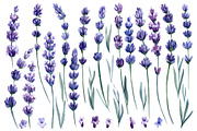 Lavender flowers watercolor, clipart, a Food Illustration by Hanna Hryharenka (Thumbnail 3 of 17)