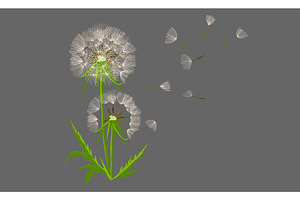 White dandelion on a gray background, an Object Illustration by Nenahliadava Design