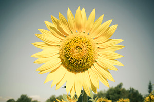 Sunflower containing sunflower, sunflowers, and agriculture