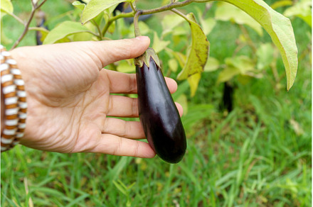 Ripe organic eggplant in the garden, a Food & Drink Photo by darksoul72