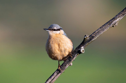 Eurasian nuthatch perching on a tree., an Animal Photo by CreativePhotoSpain