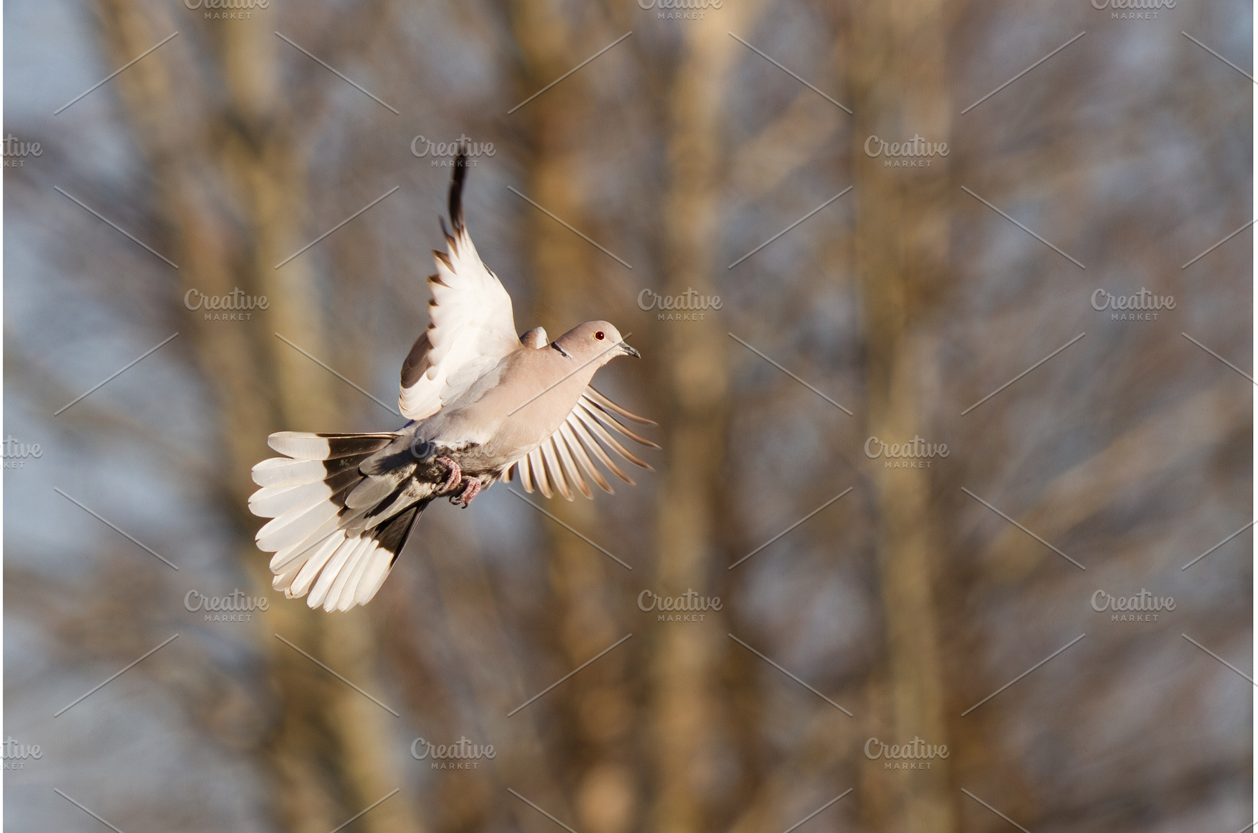 Eurasian Collared Dove in Mid-Flight, an Animal Photo by Pakosta