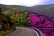 454 Infrared Fantasy Pro LUTs, a Preset Add-On by ShutterPro (Thumbnail 39 of 48)