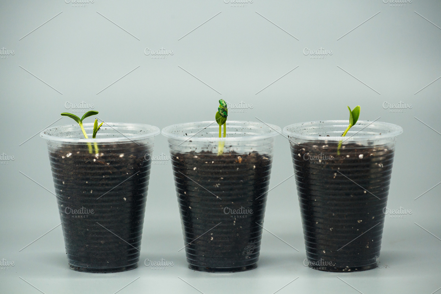 Three young cucumber seedlings growing in plastic cups. Concept of gardening, p, a Nature Photo by Rohan Photography