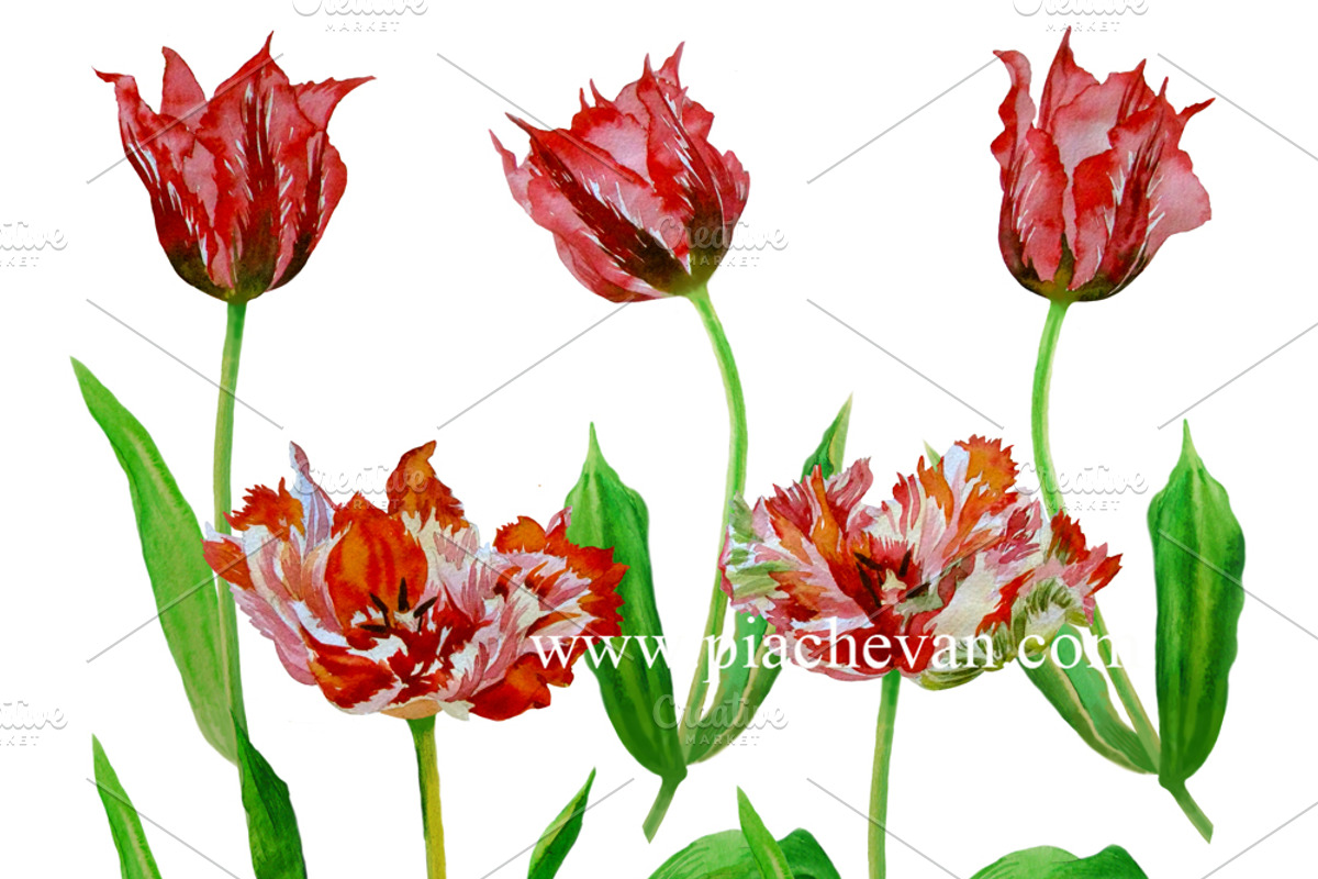 Red Tulips. Watercolor Clip Art, a Decorative Illustration by Nataliapiache (Photo 5 of 5)
