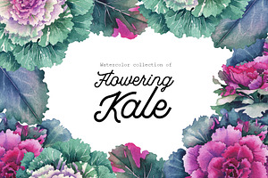 Watercolor Flowering Kale