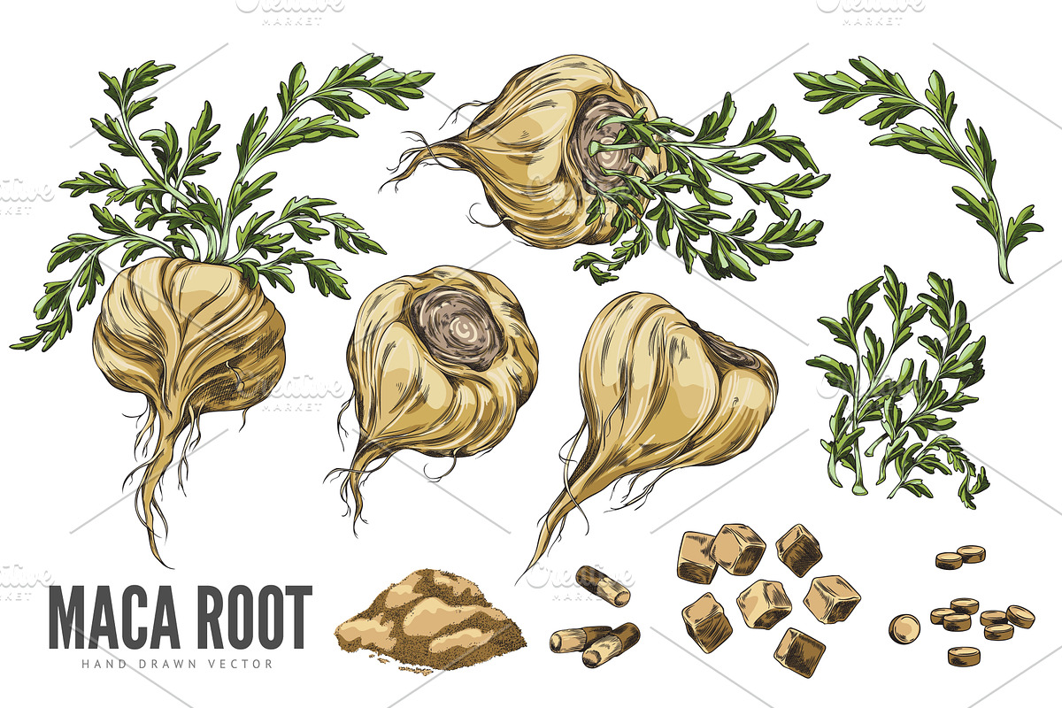 Set of yellow maca root from, a Food Illustration by Sabelskaya