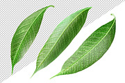 10 glossy leaves, an Object Graphic by Fruits+Veggies (Thumbnail 2 of 4)