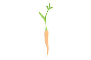 Carrot life cycle element. Carrot, a Food Illustration by the8monkey