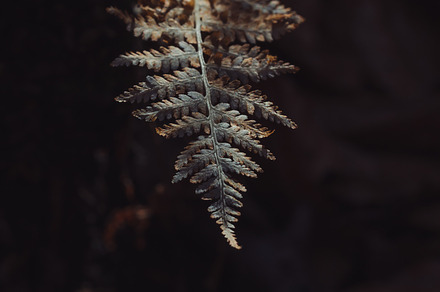 Dried ferns containing fern, autumn, and forest, a Nature Photo by OSORIOartist