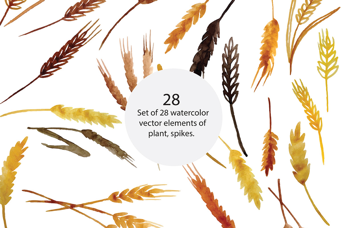 Spikelets, vector, an Illustration by risovanya (Photo 1 of 2)