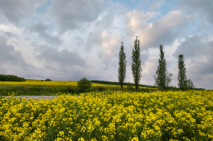 Spring rapeseed yellow blooming fields, a Nature Photo by YuriyB
