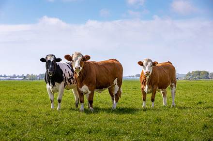 3 curious cows in a grass pasture, an Animal Photo by misign